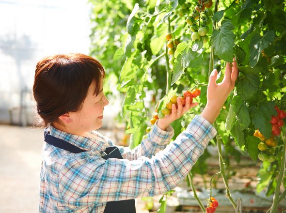 定植、収穫、片付けなどの手順